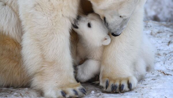 Белая медведица Герда с медвежонком, родившимся 11 декабря 2018 года, в вольере Новосибирского зоопарка - 俄罗斯卫星通讯社