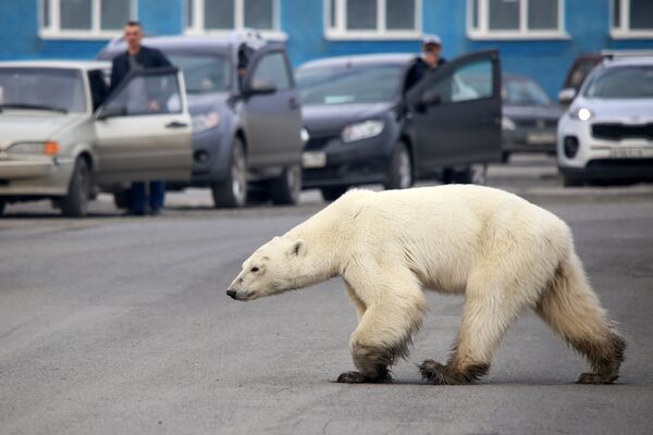 国际北极熊日 - 俄罗斯卫星通讯社
