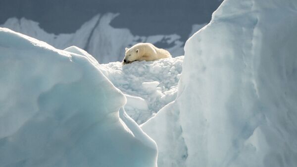 Белый медведь спит на льду - 俄羅斯衛星通訊社