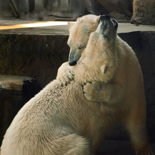 國際北極熊日 - 俄羅斯衛星通訊社