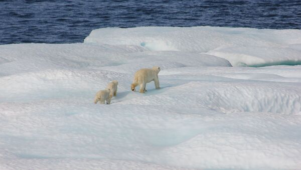 Белый медведь с детенышами на плавучей льдине - 俄罗斯卫星通讯社