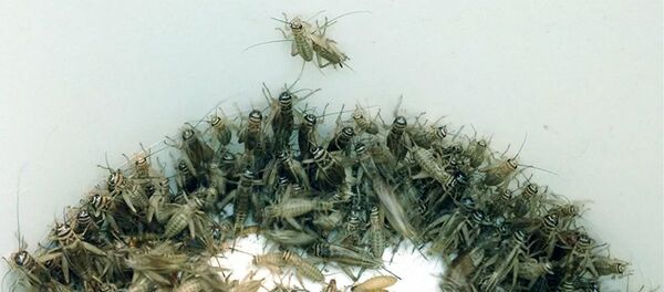 Саранча - 俄羅斯衛星通訊社