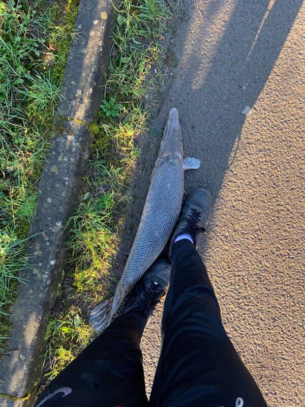 照片：在威爾士的街道上發現半魚半鰐的生物 - 俄羅斯衛星通訊社