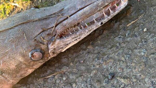 照片：在威爾士的街道上發現半魚半鰐的生物 - 俄羅斯衛星通訊社