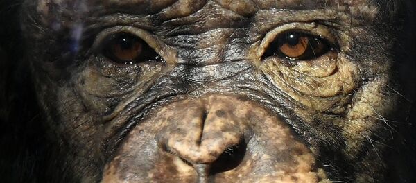 Молодая самка шимпанзе Анфиса в парке флоры и фауны Роев ручей на окраине Красноярска - 俄羅斯衛星通訊社