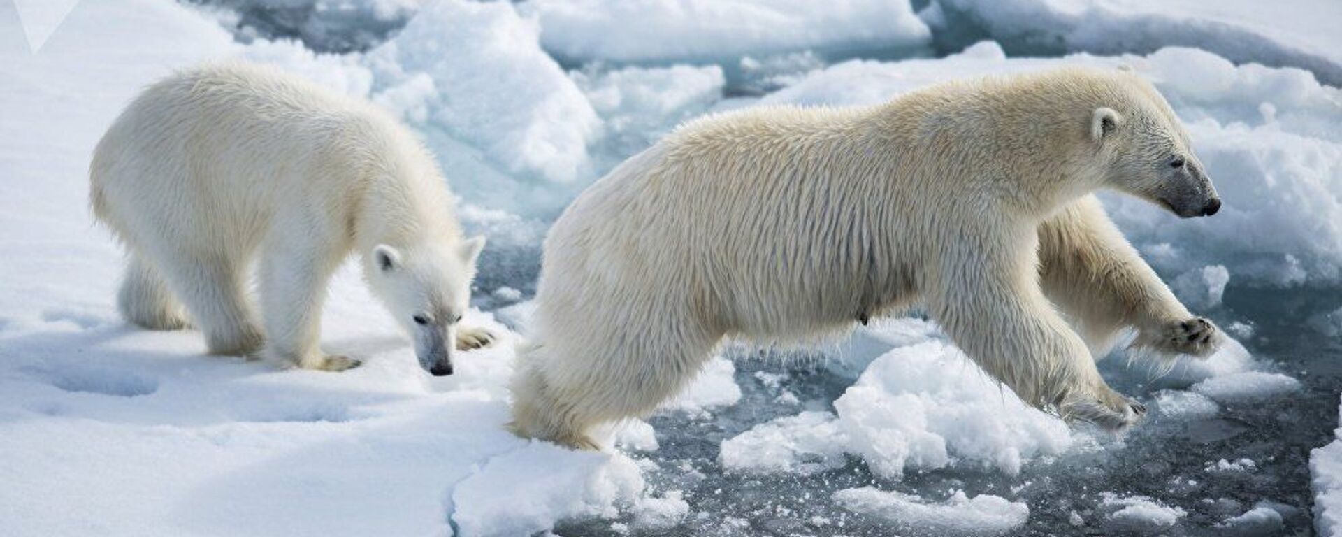 受全球變暖影響 到2100年北極熊或幾近滅絕  - 俄羅斯衛星通訊社, 1920, 21.07.2020