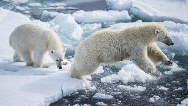 受全球變暖影響 到2100年北極熊或幾近滅絕  - 俄羅斯衛星通訊社