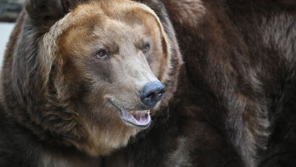 Бурый медведь в вольере Московского зоопарка - 俄罗斯卫星通讯社