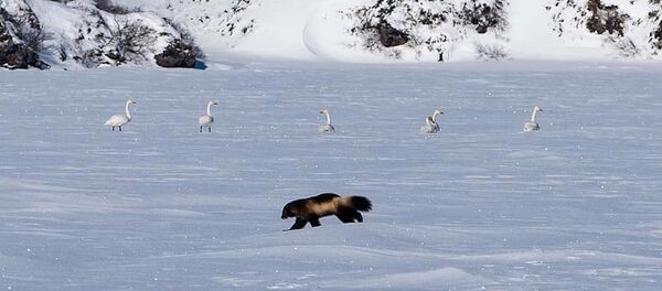 堪察加一保护区工作人员拍下狼獾猎捕天鹅失败的照片 - 俄罗斯卫星通讯社