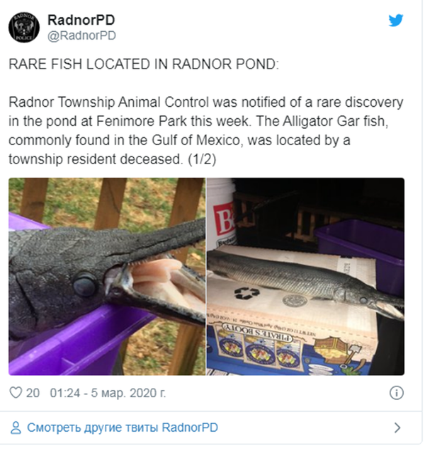 密西西比河惊现像鳄鱼的死鱼 （图片） - 俄罗斯卫星通讯社