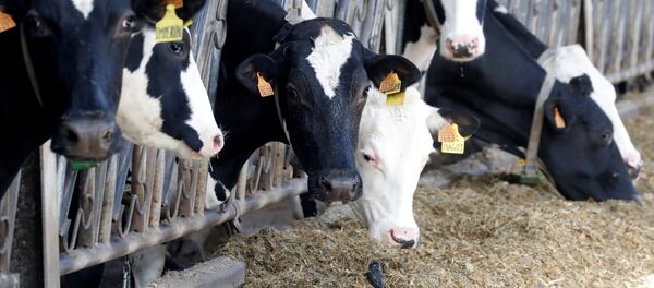 Коровы Коровы - 俄罗斯卫星通讯社