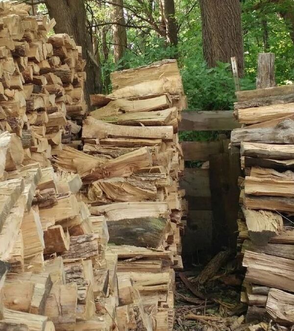 大家來找貓：考眼力的時刻又到了 - 俄羅斯衛星通訊社