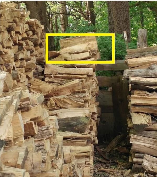 大家來找貓：考眼力的時刻又到了 - 俄羅斯衛星通訊社