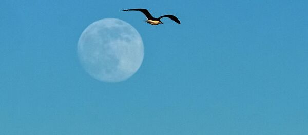 Чайка и луна над Финским заливом в Петергофе - 俄羅斯衛星通訊社