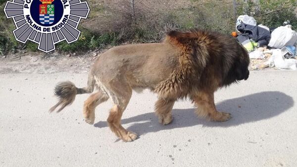 狗狗被剪毛酷似獅子 居民誤認報警  - 俄羅斯衛星通訊社