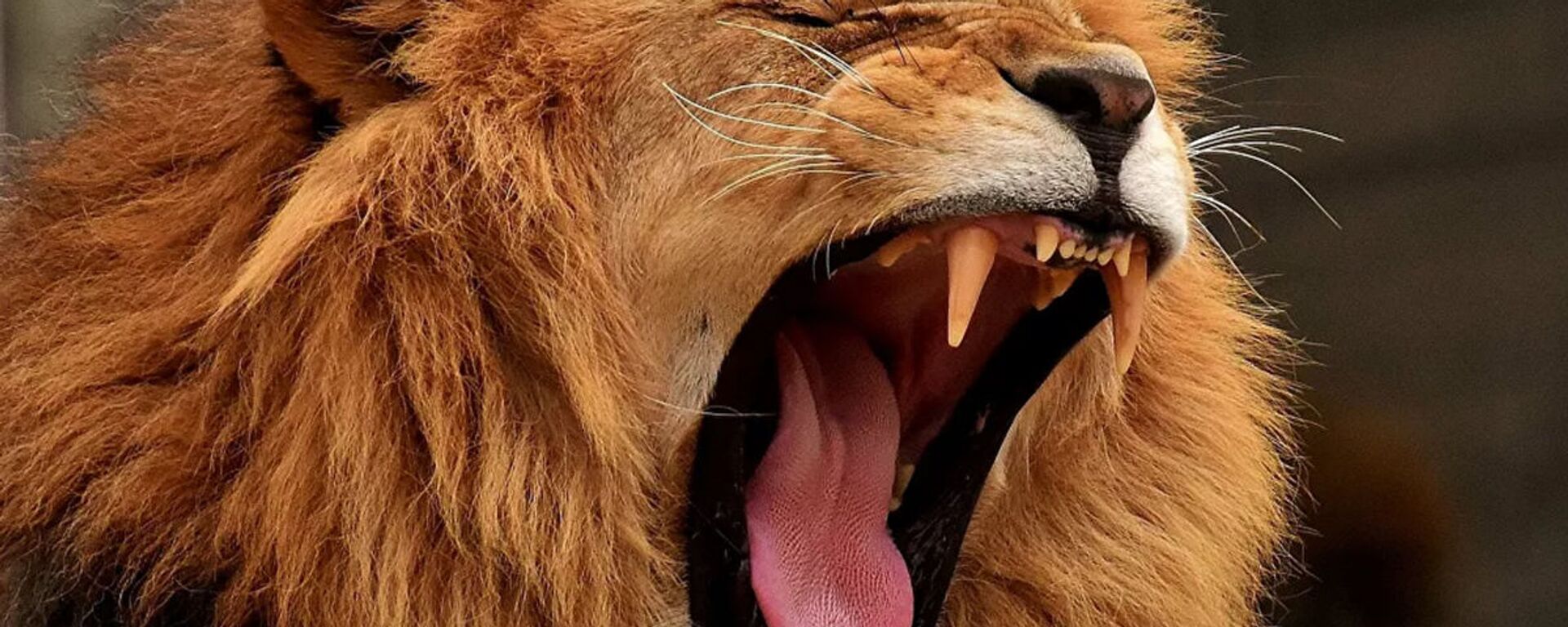 獅子 - 俄羅斯衛星通訊社, 1920, 21.04.2025