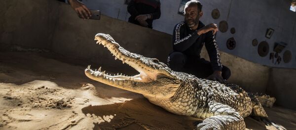 Показ крокодила посетителям Нубийской деревни в Египте Показ крокодила посетителям Нубийской деревни в Египте - 俄羅斯衛星通訊社