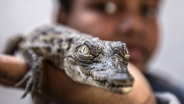Детеныш крокодила в Нубийской деревне, Египет - 俄罗斯卫星通讯社