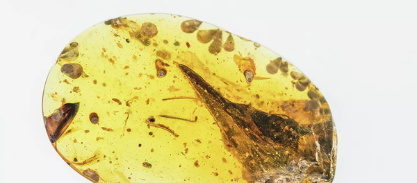 Найден самый маленький динозавр размером с колибри - 俄罗斯卫星通讯社