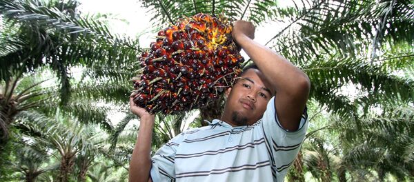 Рабочий несет фрукт, из которого делают пальмовое масло - 俄罗斯卫星通讯社