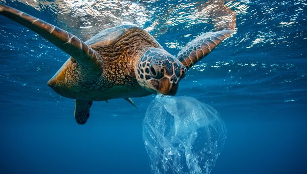 Изображение черепахи с пластиковым пакетом - 俄羅斯衛星通訊社