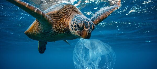 Изображение черепахи с пластиковым пакетом - 俄罗斯卫星通讯社