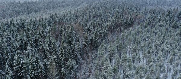 Лес в Карелии - 俄罗斯卫星通讯社