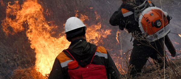 Тушение природных лесных пожаров  - 俄罗斯卫星通讯社