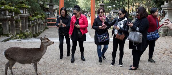 Дикий олень на улице в Японии - 俄罗斯卫星通讯社