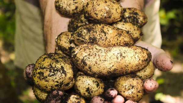 Свежий картофель с огорода на руках - 俄罗斯卫星通讯社