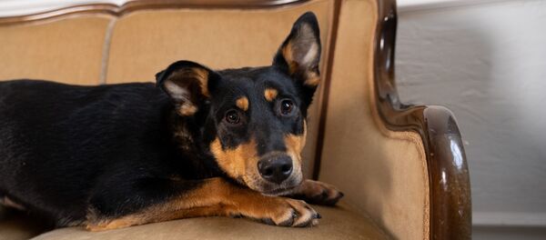 莫斯科推出与收容所动物虚拟交流服务 - 俄罗斯卫星通讯社