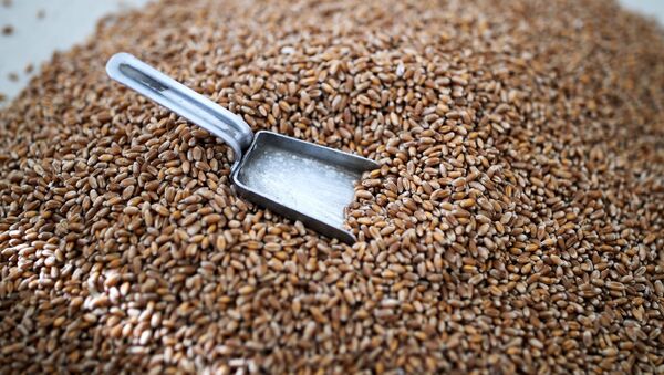 彭博社称全球出现俄产小麦短缺 - 俄罗斯卫星通讯社