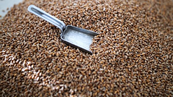 “垂直農場”將提高小麥產量最高達600倍 - 俄羅斯衛星通訊社