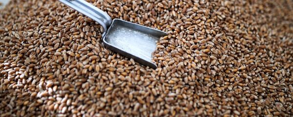 Зерно пшеницы Зерно пшеницы - 俄罗斯卫星通讯社