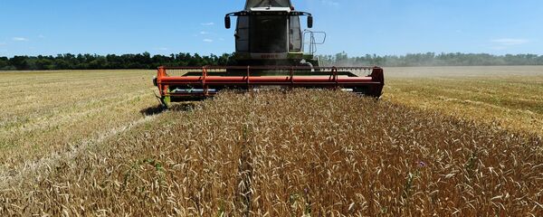 Уборка пшеницы  - 俄羅斯衛星通訊社