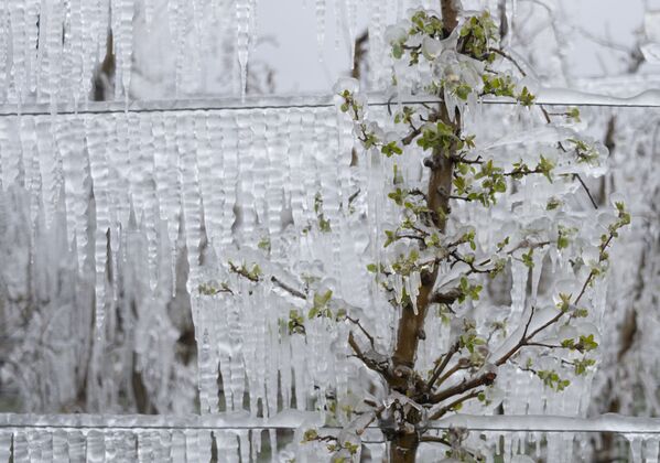斯洛伐克的冷凍蘋果樹 - 俄羅斯衛星通訊社