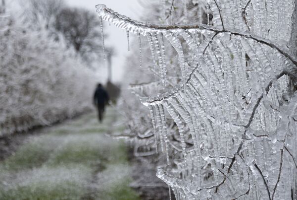 斯洛伐克的冷冻苹果树 - 俄罗斯卫星通讯社