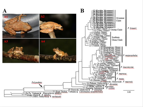 专访中科院陈进民：发现缅甸两栖类新纪录 为生物多样性保护提供实际数据 - 俄罗斯卫星通讯社