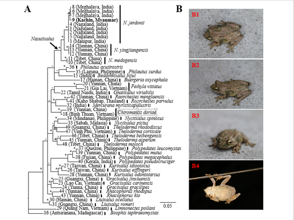 专访中科院陈进民：发现缅甸两栖类新纪录 为生物多样性保护提供实际数据 - 俄罗斯卫星通讯社