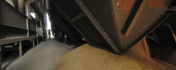 俄政府对小麦等部分粮食作物颁布出口配额 - 俄罗斯卫星通讯社