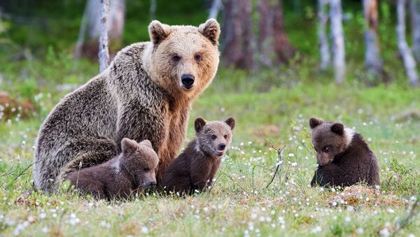 Медведица с медвежатами в Тайге - 俄罗斯卫星通讯社
