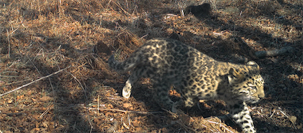 俄“豹之乡”国家公园一只小远东豹从火灾中得救 俄“豹之乡”国家公园一只小远东豹从火灾中得救 - 俄罗斯卫星通讯社