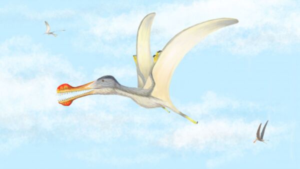 Зубастые птерозавры- летающие рептилии мелового периода - 俄罗斯卫星通讯社
