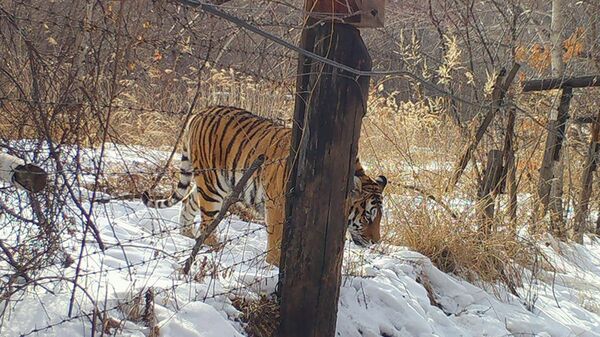 Тигрица прогулялась до Китая - 俄罗斯卫星通讯社