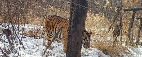 “普京虎”鲍里斯已从中国国家级自然保护区返回俄罗斯 “普京虎”鲍里斯已从中国国家级自然保护区返回俄罗斯 - 俄罗斯卫星通讯社