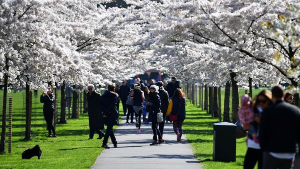 人们在观赏盛开的樱花，伦敦  - 俄罗斯卫星通讯社