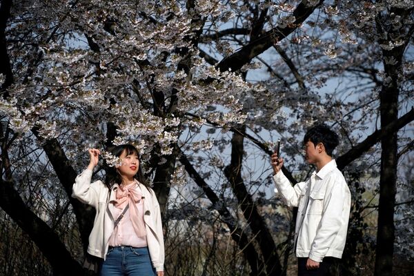 一女子與盛開的櫻花合影，韓國首爾  - 俄羅斯衛星通訊社