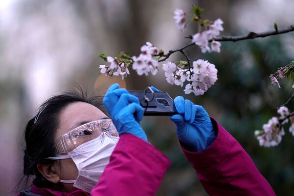 一位戴著醫用口罩、護目鏡和橡膠手套的女士在公園拍櫻花，中國上海 
 - 俄羅斯衛星通訊社
