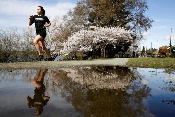 一女子在翠湖公園跑步時路過盛開的櫻花，美國華盛頓  - 俄羅斯衛星通訊社