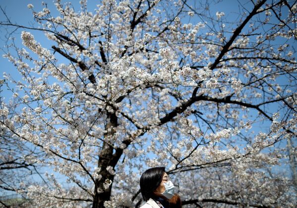 一女子在觀賞櫻花，東京  - 俄羅斯衛星通訊社